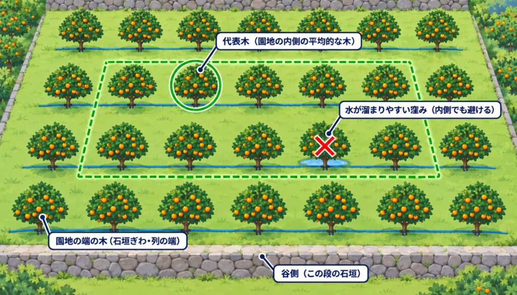 段々畑の1段(1園地)の中で代表木を選ぶ図:園地の内側の平均的な木を代表木にし、水が溜まりやすい窪みの木や園地の端の木は避ける